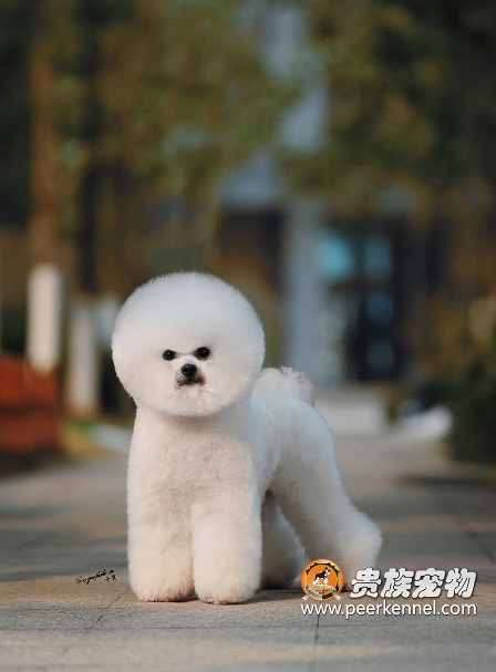 全美排行一血系,超甜美比熊種母—sweety （甜心）