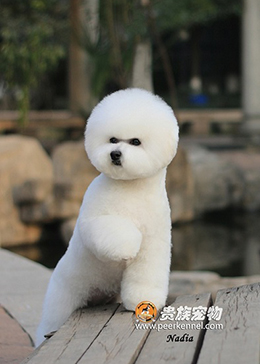 全美排行一血系，超甜美種母—Nadia（娜蒂亞）